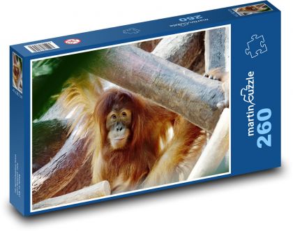 Orangutan - animal, monkey - Puzzle 260 pieces, size 41x28.7 cm 