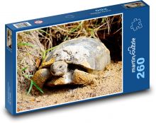 Želva - plaz, zvíře Puzzle 260 - 41x28,7 cm