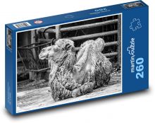 Wielbłąd - zwierzę, zoo Puzzle 260 elementów - 41x28,7 cm