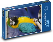 Papuga - ptak, zwierzę Puzzle 260 elementów - 41x28,7 cm