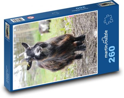 Dwarf goat - farm animal, farm - Puzzle 260 pieces, size 41x28.7 cm 
