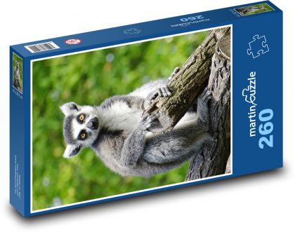 Lemur - małpa, ssak - Puzzle 260 elementów, rozmiar 41x28,7 cm