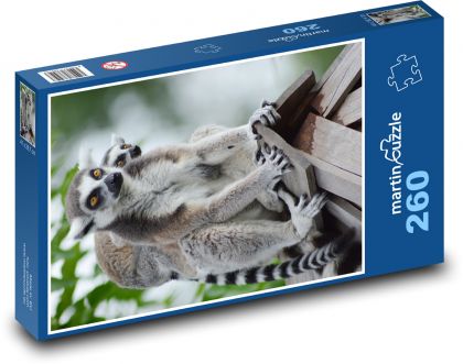 Lemurs - animals, mammals - Puzzle 260 pieces, size 41x28.7 cm 