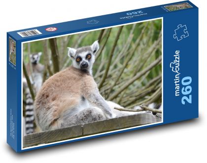 Lemur madagaskarski - zwierzęcy, ssak - Puzzle 260 elementów, rozmiar 41x28,7 cm