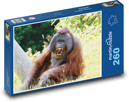 Orangutan - opice, zvíře - Puzzle 260 dílků, rozměr 41x28,7 cm