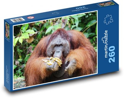 Orangutan - zvíře, opice  - Puzzle 260 dílků, rozměr 41x28,7 cm