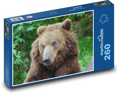 Medvěd kamčatský - zoo Brno, zvíře - puzzle 260 dílků