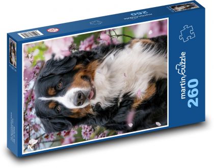 Bernský šalasnický pes - zvíře, mazlíček - Puzzle 260 dílků, rozměr 41x28,7 cm