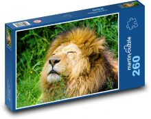 Lion - animal, beast Puzzle 260 pieces - 41 x 28.7 cm 