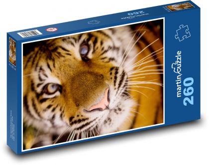 Tiger - whiskers, carnivore - Puzzle 260 pieces, size 41x28.7 cm 