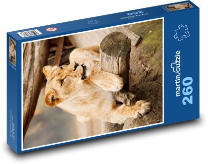 Löwin - Tier, Löwe - Puzzle - 260 Teile
