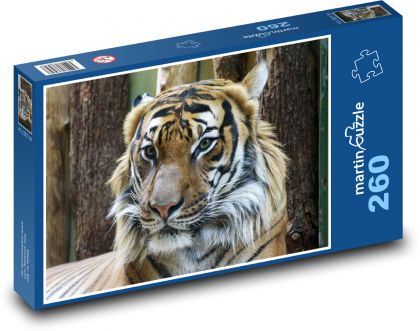Tygr - zvíře, velká kočka - Puzzle 260 dílků, rozměr 41x28,7 cm