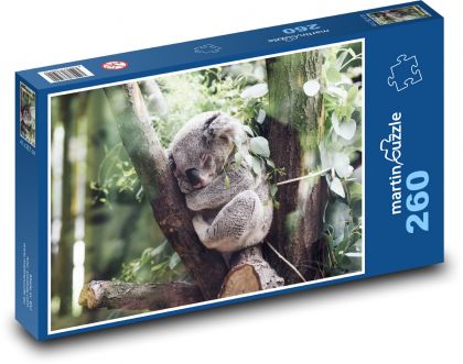 Koala - ssak, zwierzę - Puzzle 260 elementów, rozmiar 41x28,7 cm