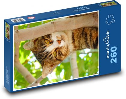 Mačka - zviera, domáce zviera - Puzzle 260 dielikov, rozmer 41x28,7 cm