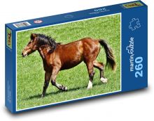 Kůň - zvíře, savec Puzzle 260 dílků - 41 x 28,7 cm