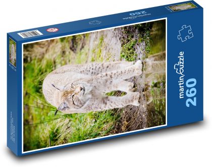 Zvíře - rys, kočka - Puzzle 260 dílků, rozměr 41x28,7 cm