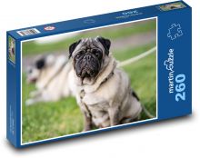 Mops - pes, zvíře Puzzle 260 - 41x28,7 cm