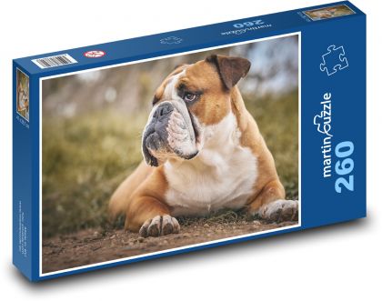 Bulldog - dog, animal - Puzzle 260 pieces, size 41x28.7 cm 