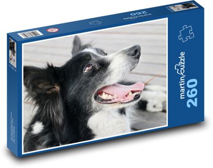 Border Collie - pes, domáce zviera - Puzzle 260 dielikov, rozmer 41x28,7 cm