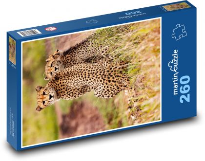 Gepardi - zvířata, safari - Puzzle 260 dílků, rozměr 41x28,7 cm