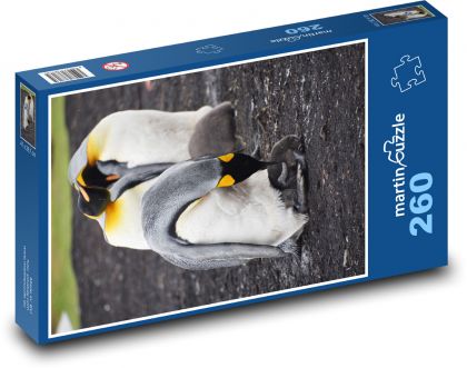 Penguins - Falkland Islands, animals - Puzzle 260 pieces, size 41x28.7 cm 