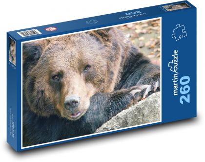 Medvěd - zvíře, savec - Puzzle 260 dílků, rozměr 41x28,7 cm