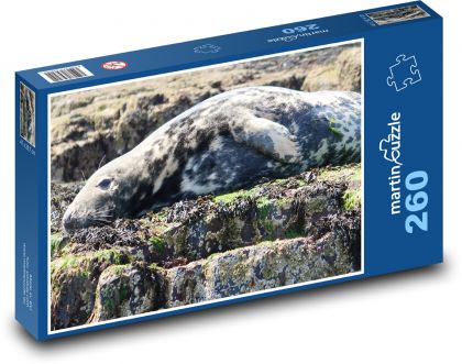 Cone-toothed seal - rocks, animal - Puzzle 260 pieces, size 41x28.7 cm 