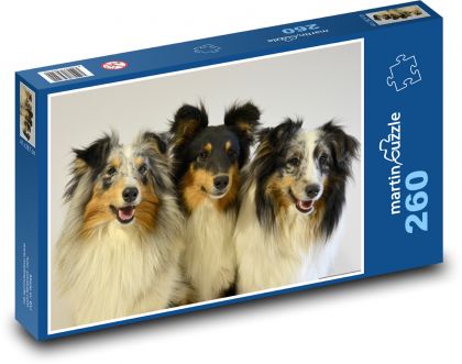 Shepherd setland - Škótske ostrovy, psy - Puzzle 260 dielikov, rozmer 41x28,7 cm