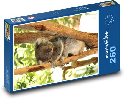 Koala bear - animal, mammal - Puzzle 260 pieces, size 41x28.7 cm 