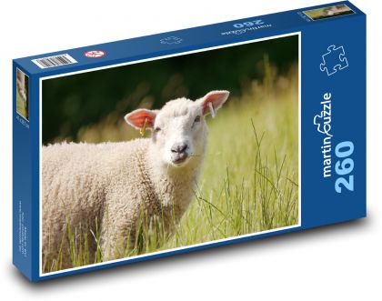 Sheep on pasture. - Puzzle 260 pieces, size 41x28.7 cm 