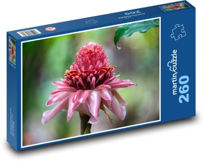 Waratah - Kwiat - Puzzle 260 elementów, rozmiar 41x28,7 cm