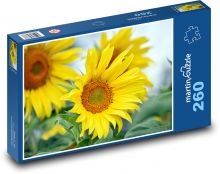 Kvetoucí slunečnice - žlutý květ Puzzle 260 dílků - 41 x 28,7 cm