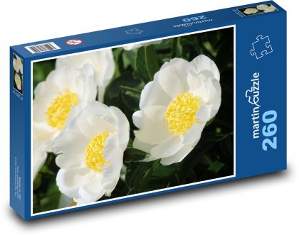 Bílé pivoňky - puzzle 260 dílků