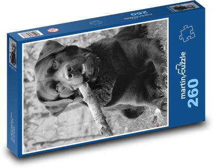 Pes - labrador, mazlíček - puzzle 260 dílků
