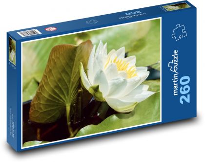 White water lily - flower, aquatic plant - Puzzle 260 pieces, size 41x28.7 cm 