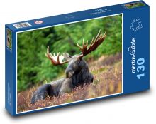 Los ležící na pasece v trávě Puzzle 130 - 28,7x20 cm
