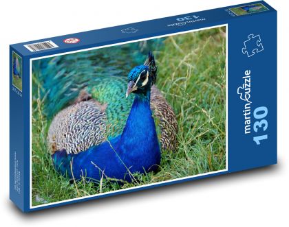 Páv - pták, peří - Puzzle 130 dílků, rozměr 28,7x20 cm