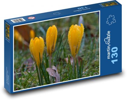 Žltý krokus - jarný kvet - Puzzle 130 dielikov, rozmer 28,7x20 cm 