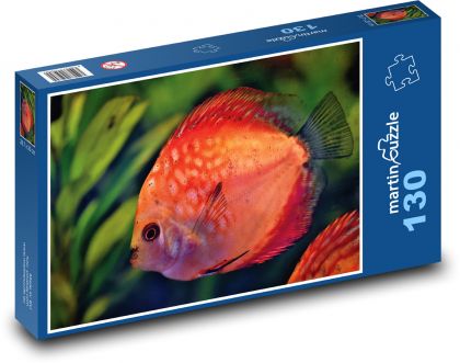 Disk ryba - akvárium, okrasná ryba  - Puzzle 130 dílků, rozměr 28,7x20 cm