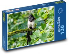 Černá straka - sedící na stromě, pták Puzzle 130 dílků - 28,7 x 20 cm