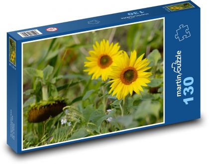 Západní slunečnice - žlutý květ, zahrada  - Puzzle 130 dílků, rozměr 28,7x20 cm