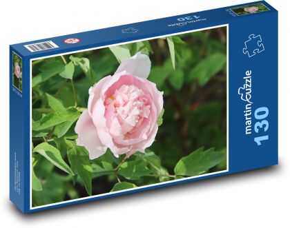 Růžová pivoňka - růžový květ, květina - puzzle 130 dílků