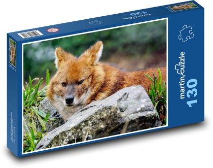 Indický divoký pes - dhoul, zvíře  - puzzle 130 dílků