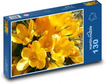 Žluté krokusy - jarní květiny, zahrada Puzzle 130 - 28,7x20 cm