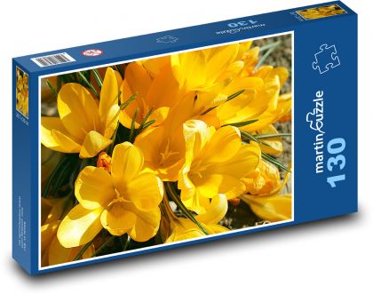 Yellow crocuses - spring flowers, garden - Puzzle 130 pieces, size 28.7x20 cm 