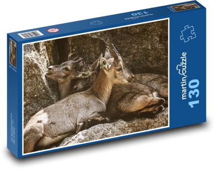 Steinbockjungen - Tiere, Zoo - Puzzle - 130 Teile