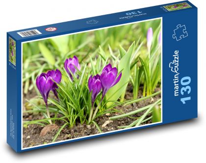 Fialové krokusy - jarné kvety, rastliny - Puzzle 130 dielikov, rozmer 28,7x20 cm 