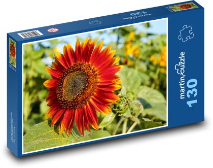 Slnečnica - červený kvet, pole kvetov - Puzzle 130 dielikov, rozmer 28,7x20 cm 