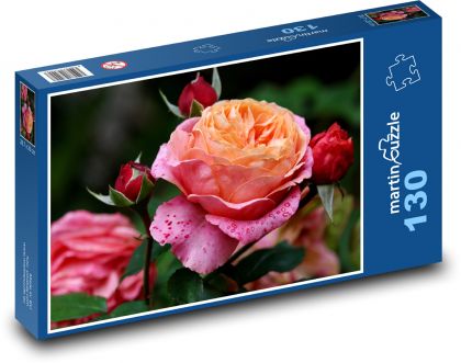 Růže - květ, rostlina - puzzle 130 dílků