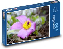 Koniklec - nachový květ, květina Puzzle 130 dílků - 28,7 x 20 cm